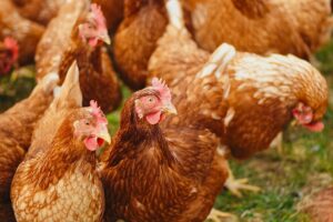 Group of free range chickens roaming outside in field